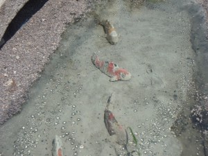P6100005