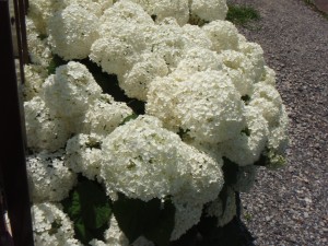 P6300045