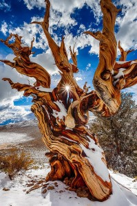 Ancient Bristlecone Pine Forest, California[1]